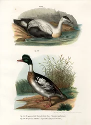 Common Eider Duck